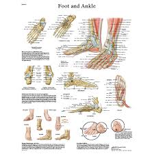 Foot And Ankle Stickychart