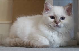 Reasons Why Birman Breeding Color Chart Is Getting More