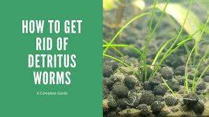 how to get rid of detritus worms