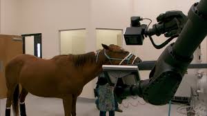 Centaur Equine Specialty Hospital Standing Ct Machine