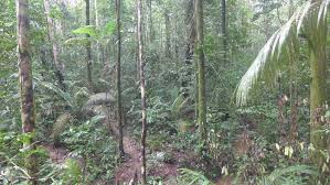 facts about rainforests live science