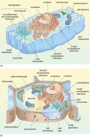 However, plant cells contain a number of extracellular components not found in animal cells. A Tour Of The Cell View As Single Page