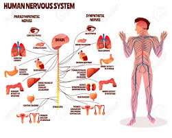 And the autonomic, or involuntary, component. Human Nervous System Vector Illustration Cartoon Design Of Man Human Nervous System Nervous System Human Body Systems