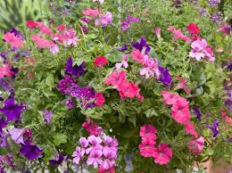 You may know these by the more common name of geranium, but pelargoniums are annuals, while true geraniums are hardy perennials. 10 Best Trailing Plants For Hanging Baskets Bbc Gardeners World Magazine