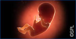 Pada perkembangan janin 5 bulan saat usia 23 minggu, bayi sudah bisa mendengar detak jantung maupun bunyi pergerakan dalam perut ibu. Wanita Hamil Usia Kehamilan 3 Bulan Enfa