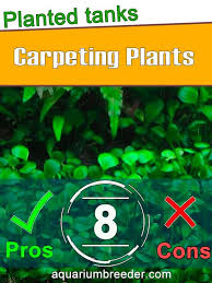 carpeting plants for planted tanks