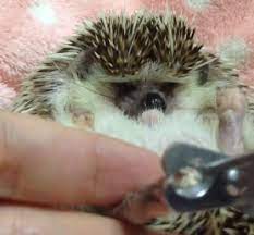 hedgehog nail clipping the cutest