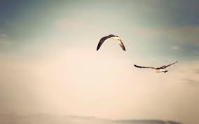 flying birds grayscale seagulls