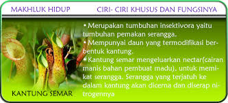 Image result for ciri khusus tanaman kantong semar