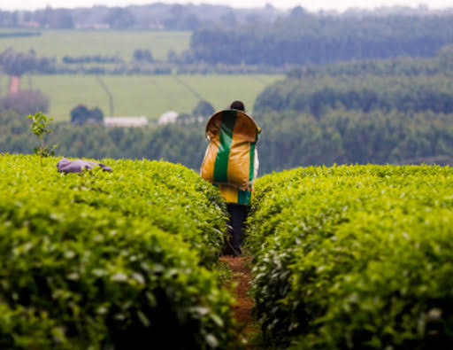 Tea in Kenya – Ahmad Tea