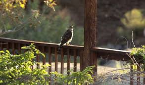 How To Deter Birds From Porch Bird Nature
