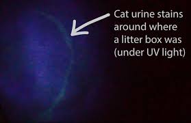 find cat urine with a black light