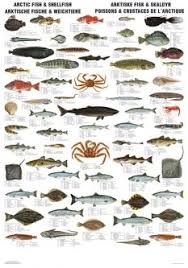 Arctic Fish Shellfish Fish Design Sea Fish Fish Art