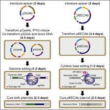 crispr cas9 based genome editing and