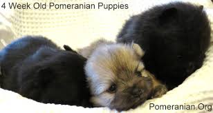 Pomeranian Perpetual Whelping Chart
