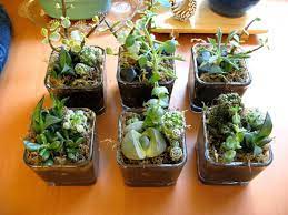 How To Start A Miniature Garden