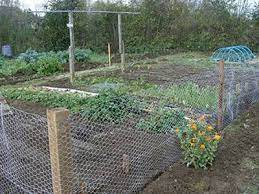 Build a sturdy enclosure in your yard to protect your delicate garden from pests. Chicken Wire Mesh Used In Garden As Fence Raised Bed Trellis