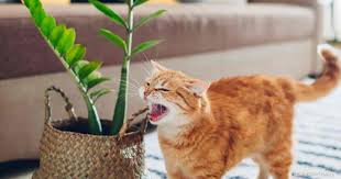 Is Zz Plant Toxic To Cats Are Zz