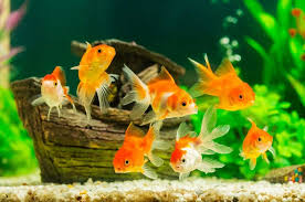 get rid of algae in fish tank naturally