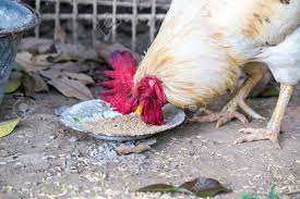 Cock Eating Food In Dish Stock Photo, Picture and Royalty Free Image. Image  47853503.