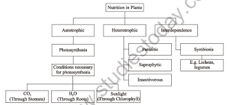 cl 7 science nutrition in plants notes