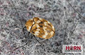 carpet beetles big damage from a