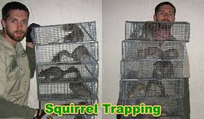 squirrel trapping how to trap squirrels