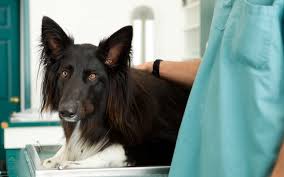 urinary tract infection in your dog