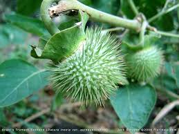 Image result for datura plant