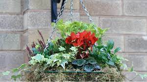 winter plants for hanging baskets