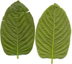 Kratom Strains And Their Different Colors Red White Or Green