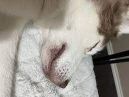 rash on my huskies lower lip
