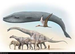 To Scale Size Comparison Blue Whale Human Elephant