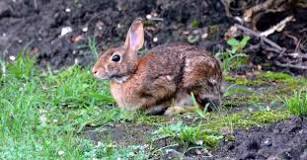 how-do-you-get-rid-of-rabbits-naturally