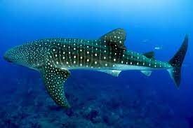 whale shark facts for kids complete