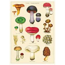Mushrooms Fungi Chart Vintage Style Poster