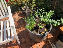 Blueberry Plants Pots Garden Beds