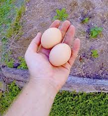 raw egg fertilizer