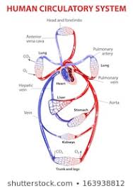 Circulatory System Images Stock Photos Vectors Shutterstock