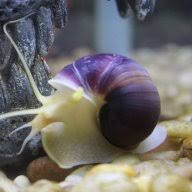 A ramshorn snail is either a pet or pest depending on the hobbyist and the type of tank being kept. How Long Does It Take For A Ramshorn Snail To Be Sexually Mature Snails Forum 402008