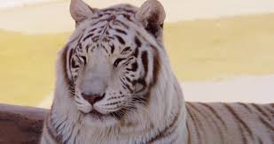 white tiger stock video fooe for