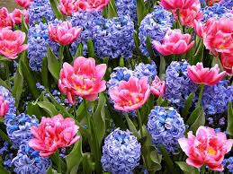 Пъстри, ароматни и по свой начин уникални, цветята за градината ще бъдат вашият извор на. Proletni Cvetya Svezhi Idei Za Gradinata Obzavejdane Net