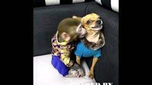 Monkey gif tiny monkey ape monkey cute kiss cute creatures new beginnings cute puppies monkey family. Monkey Kiss Dog Funny Video Youtube
