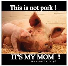 Image result for photo of baby pig I'm a baby not bacon