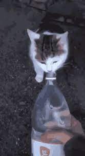 Maybe you would like to learn more about one of these? Cat Drinks Water Gifs Tenor