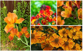 19 Orange Flowering Perennials Garden