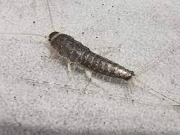 silverfish control services in
