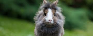 The Small But Mighty Lionhead Rabbit