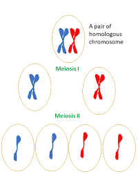 28 chromosomes and undergoes meiosis