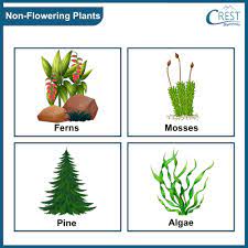 clification of plants notes